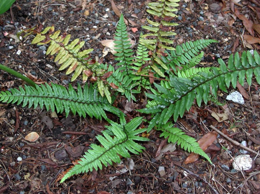 Dryopteridaceae Polystichum xiphophyllum