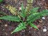 image of Polystichum xiphophyllum