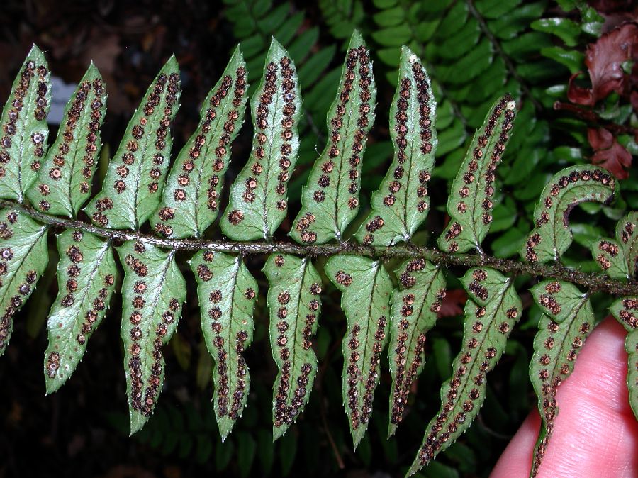 Dryopteridaceae Polystichum xiphophyllum