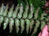 image of Polystichum xiphophyllum