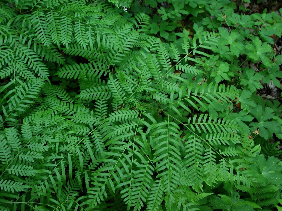 Dennstaedtiaceae Pteridium pseudocaudatum