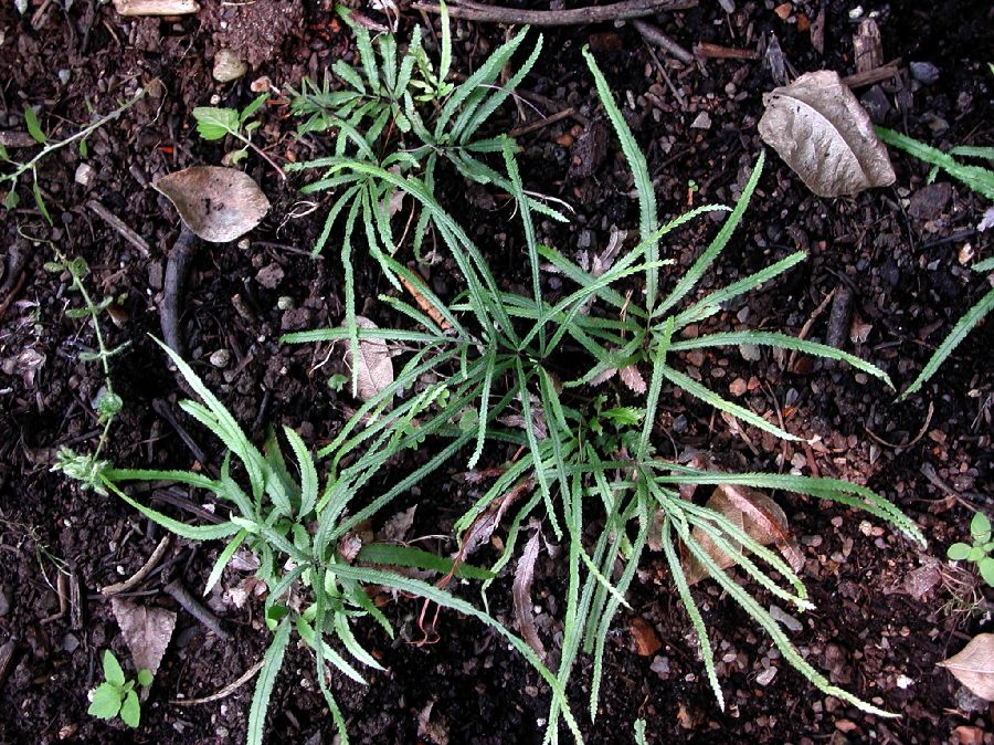 Pteridaceae Pteris multifida