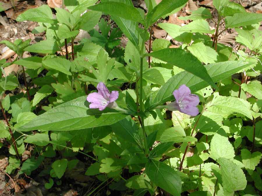 Acanthaceae Ruellia strepens