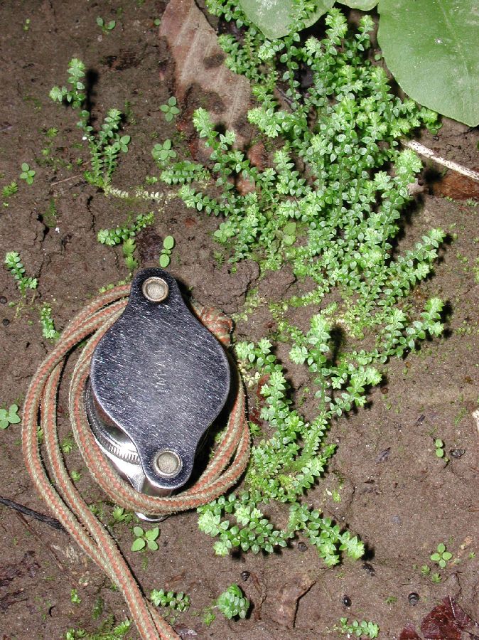 Selaginellaceae Selaginella apoda