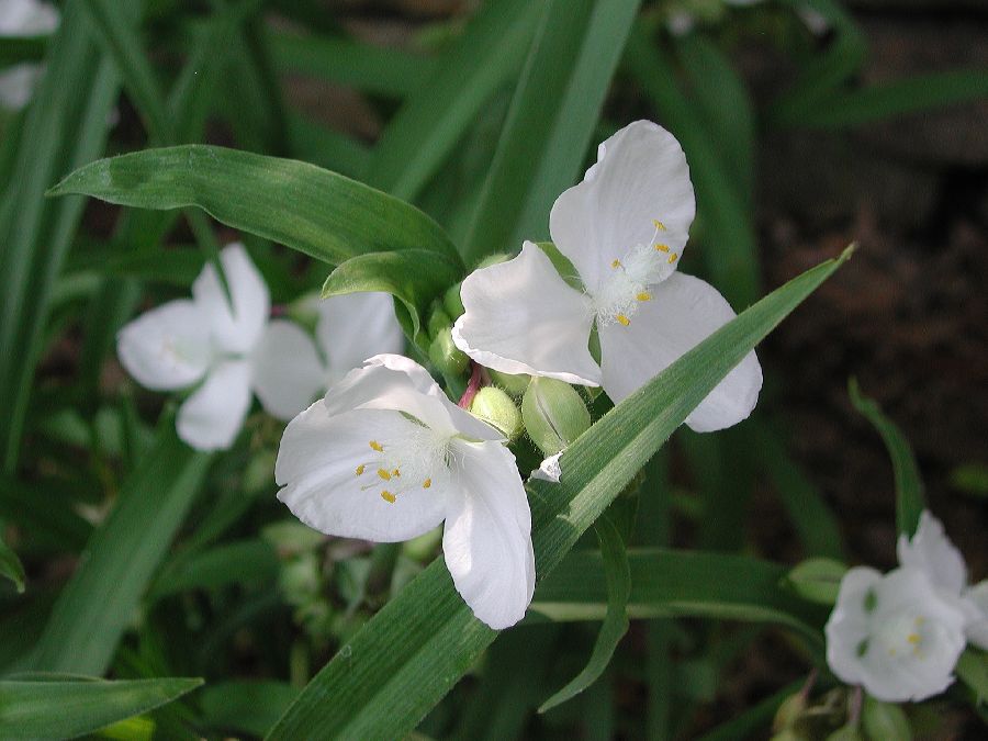 Commelinaceae Tradescantia 
