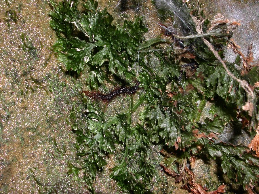 Hymenophyllaceae Vandenboschia boschianum