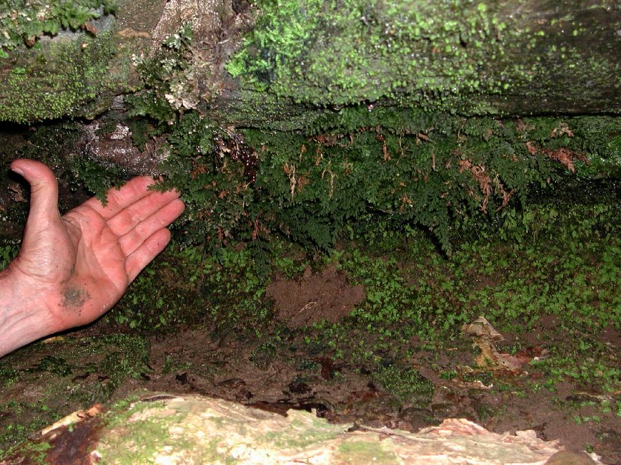 Hymenophyllaceae Vandenboschia boschianum