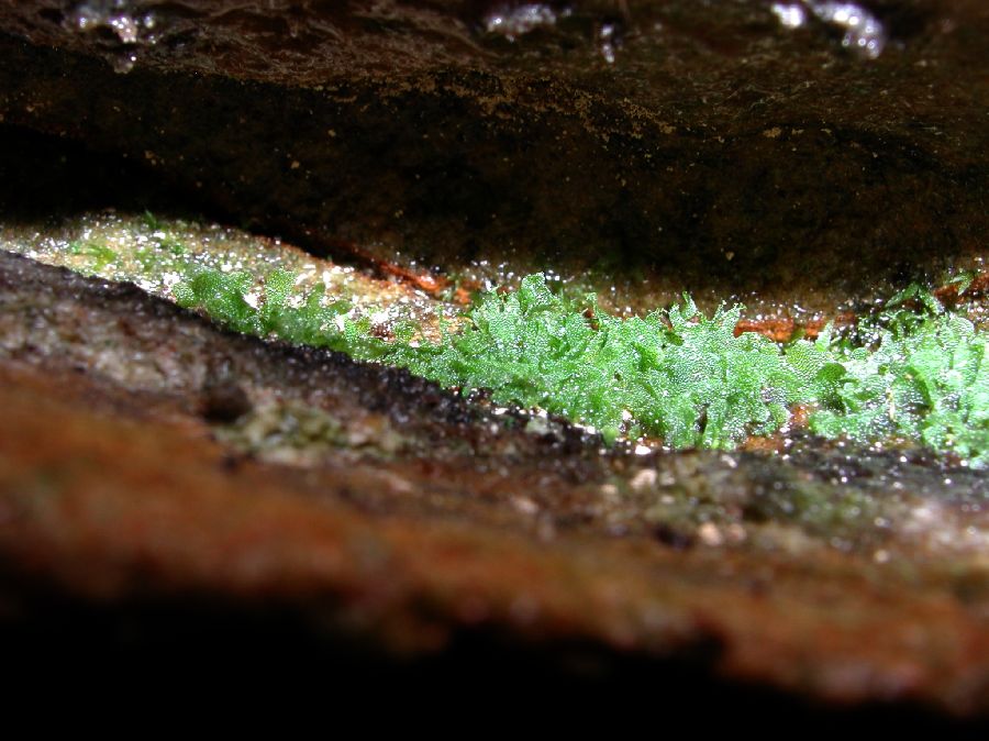 Pteridaceae Vittaria appalachiana