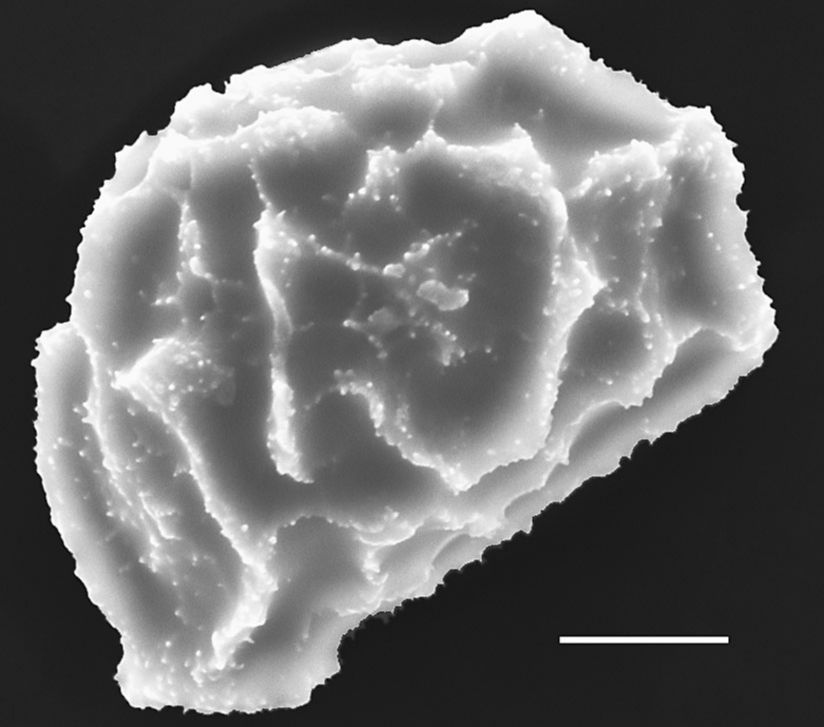 Dryopteridaceae Elaphoglossum affine