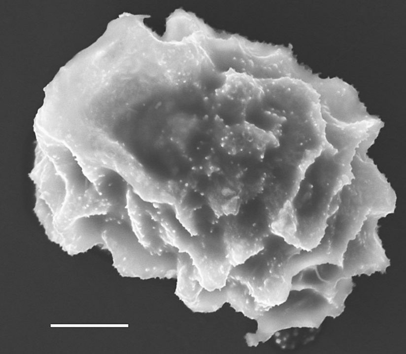 Dryopteridaceae Elaphoglossum affine