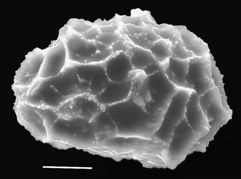 Dryopteridaceae Elaphoglossum affine