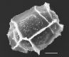 image of Diplazium bombonasae