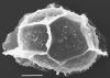 image of Diplazium bombonasae