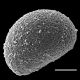 image of Athyrium dombeyi