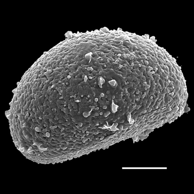 Athyriaceae Athyrium dombeyi