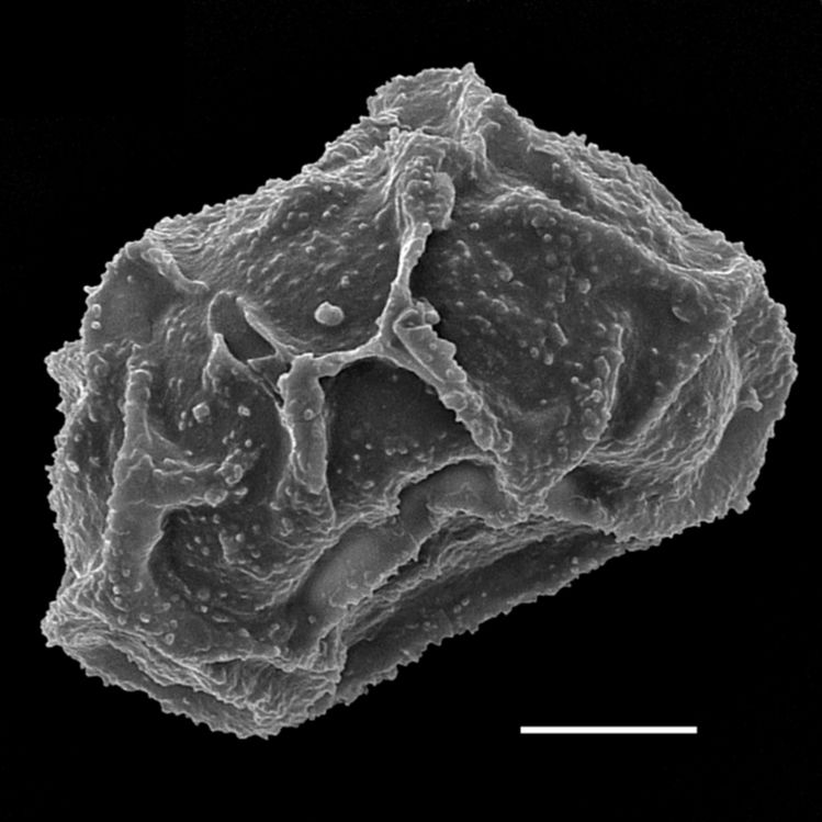 Athyriaceae Deparia acrostichoides