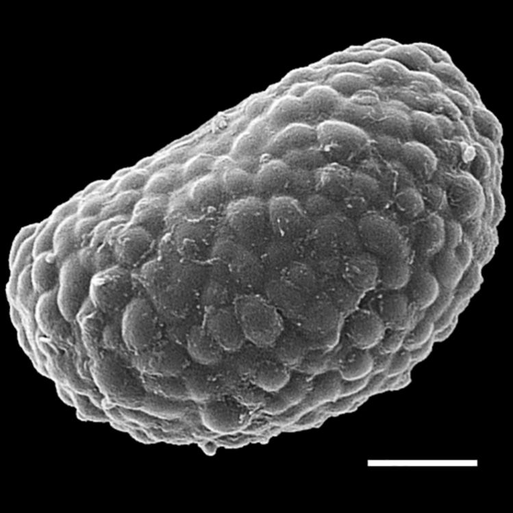 Davalliaceae Davallia trichomanoides