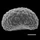 image of Davallia trichomanoides