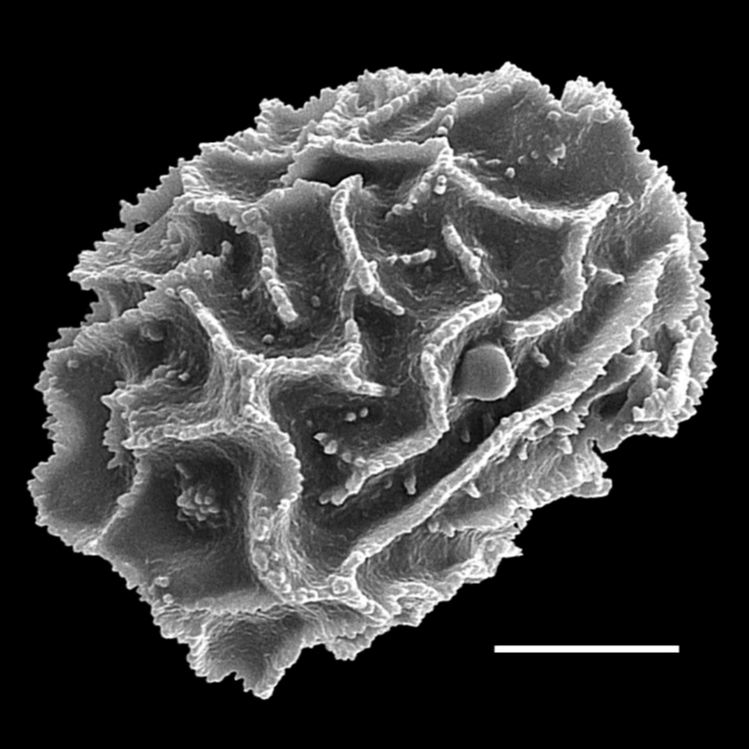 Diplaziopsidaceae Homalosorus pycnocarpon