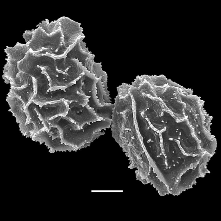 Diplaziopsidaceae Homalosorus pycnocarpon