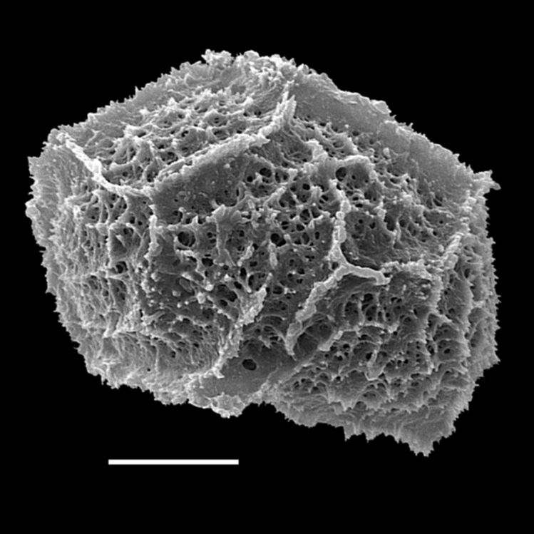 Tectariaceae Tectaria nicaraguensis