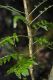 image of Hymenasplenium volubile
