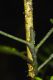 image of Hymenasplenium volubile