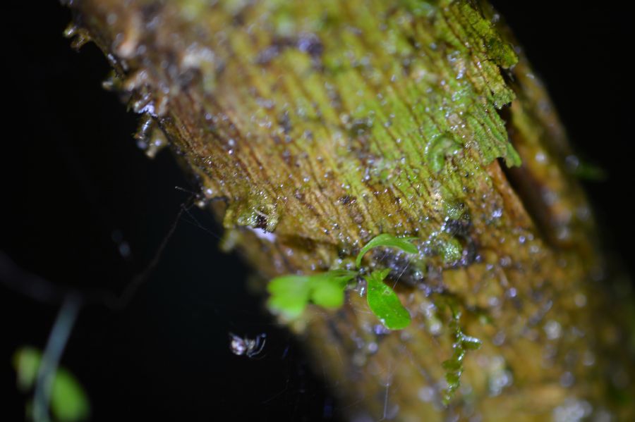 Aspleniaceae Hymenasplenium volubile