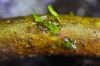 image of Hymenasplenium volubile