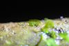 image of Hymenasplenium volubile
