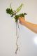 image of Hymenasplenium volubile