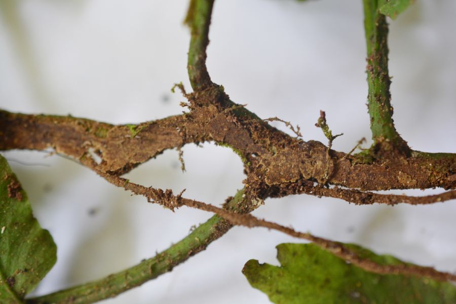 Aspleniaceae Hymenasplenium volubile
