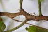 image of Hymenasplenium volubile