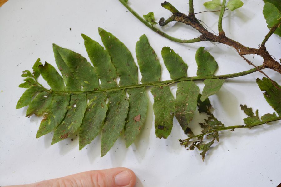 Aspleniaceae Hymenasplenium volubile