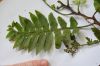 image of Hymenasplenium volubile