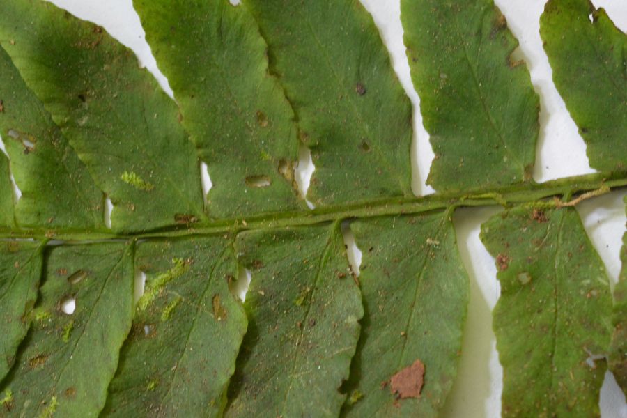 Aspleniaceae Hymenasplenium volubile