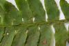 image of Hymenasplenium volubile