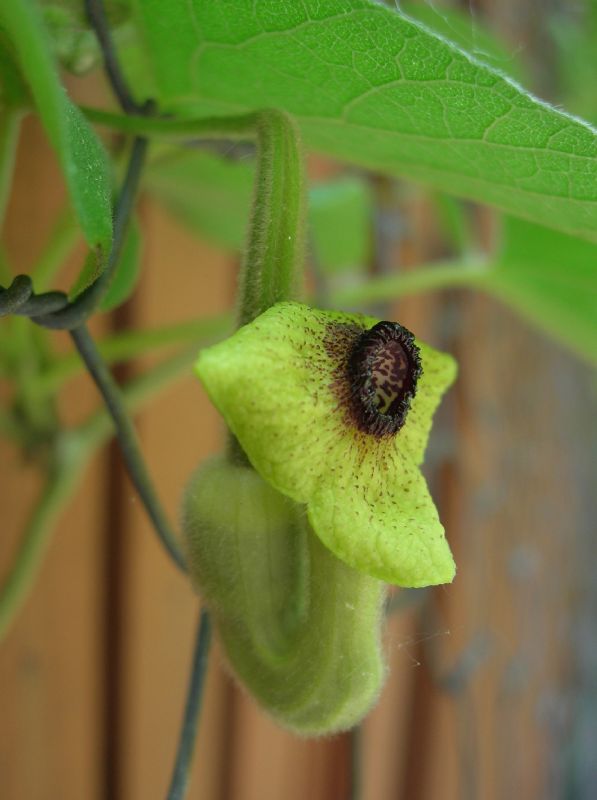 Aristolochiaceae Aristolochia durior
