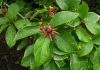 image of Calycanthus floridus