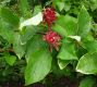 image of Calycanthus floridus