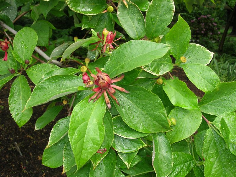 Calycanthaceae Calycanthus floridus