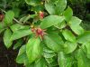 image of Calycanthus floridus