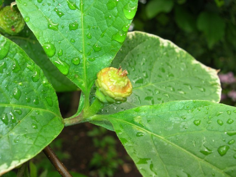 Calycanthaceae Calycanthus floridus