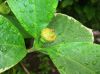 image of Calycanthus floridus
