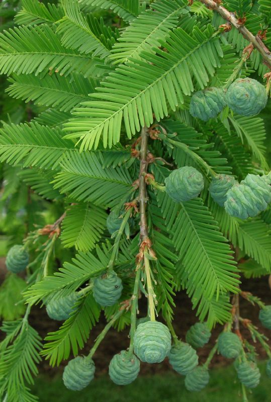 Cupressaceae Metasequoia glyptostroboides