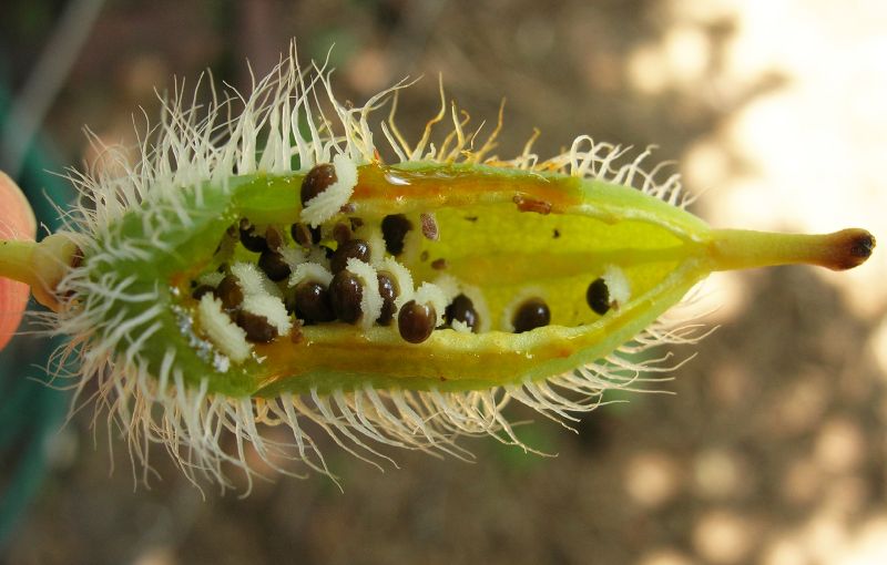 Papaveraceae Stylophorum diphyllum