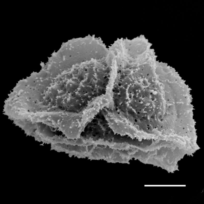 Dryopteridaceae Polystichum bradei