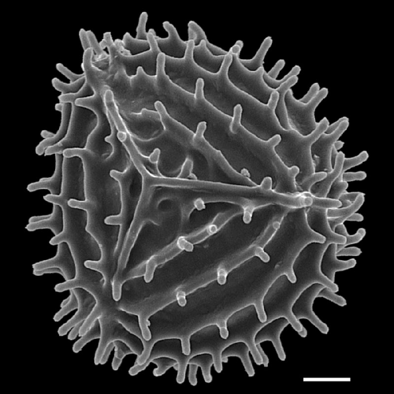 Anemiaceae Anemia nicaraguensis