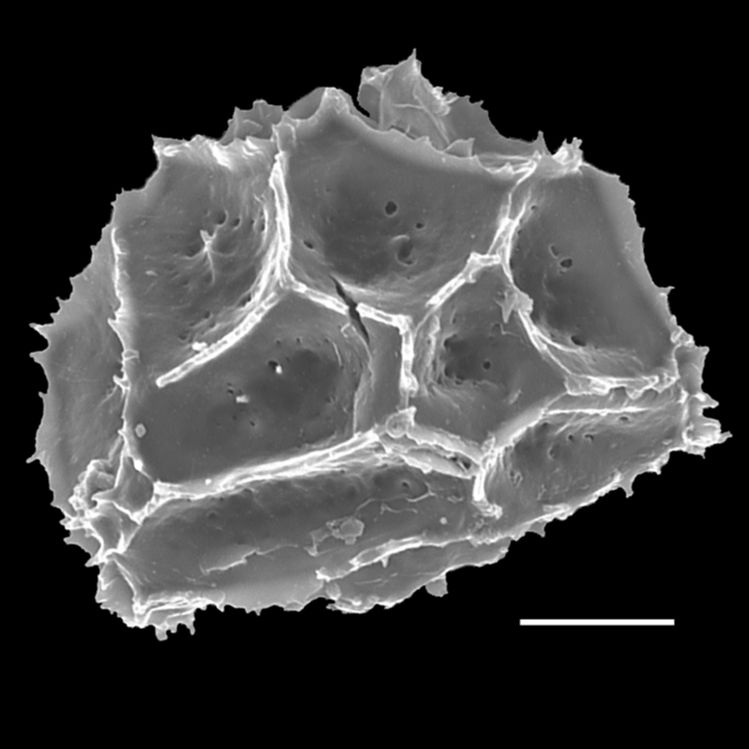 Aspleniaceae Asplenium nigripes