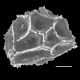 image of Asplenium nigripes